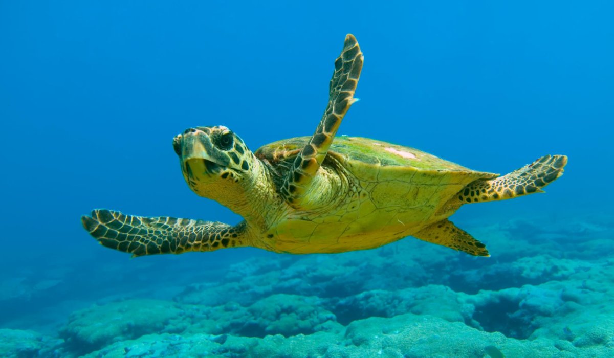 Marmaris Dalyan & Turtle Beach By Boat - 6